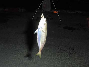 141001_1811aji.jpg(37747 byte)