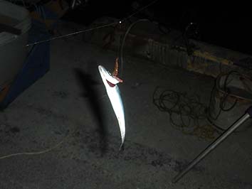 141001_1906saba.jpg(36505 byte)