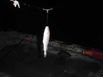 141001_2111komai.jpg(34513 byte)