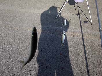 141007_7_1456nisin.jpg(55401 byte)