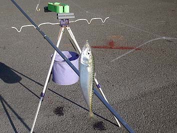 141007_7_1511saba.jpg(62526 byte)