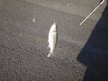 141007_7_1541ugui.jpg(68088 byte)