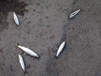 141007_7_1636nisin.jpg(62115 byte)