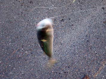 141007_7_1638sabadai.jpg(70778 byte)