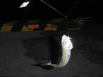 141007_7_2033saba.jpg(36842 byte)