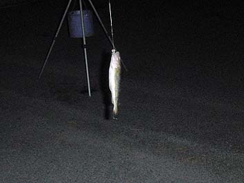 141007_7_2112komai.jpg(39261 byte)