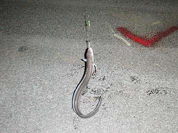 141007_7_2213hamo.jpg(61321 byte)