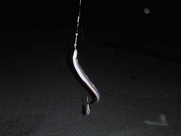 141007_7_2242hamo.jpg(33522 byte)