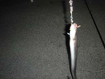 141007_8_0019hamo.jpg(47884 byte)