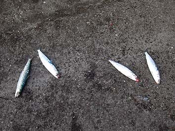 141007_8_0843maiwasi.jpg(71904 byte)