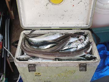 141007cooler.jpg(58538 byte)