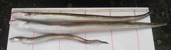 141007hamo.jpg(52729 byte)