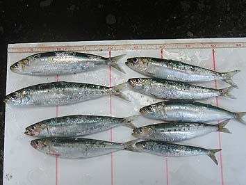 141007nanatubosi.jpg(54508 byte)