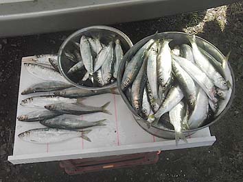 141007nisin20.jpg(58700 byte)