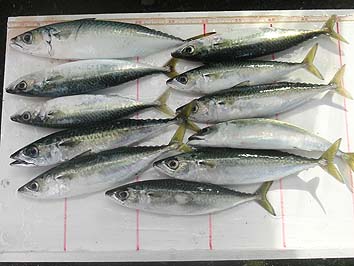 141007saba.jpg(57654 byte)