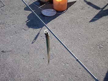 141030_1350tika.jpg(66658 byte)