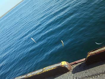 141030_1403tika.jpg(56446 byte)