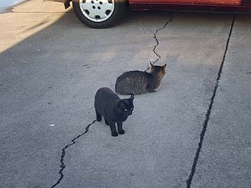 141030_1510neko.jpg(48602 byte)