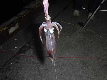 141030_1725mame.jpg(44314 byte)