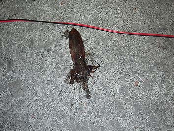 141030_2131mame.jpg(78440 byte)