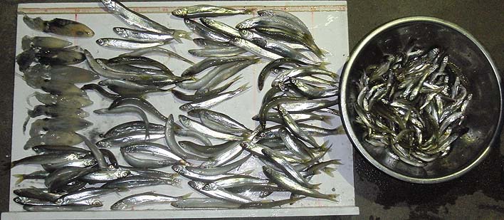 141105.jpg(104191 byte)