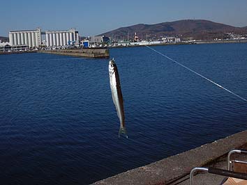 141105_1157tika.jpg(47013 byte)