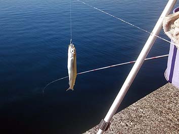 141105_1230tika.jpg(49877 byte)