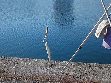 141105_1300tika.jpg(63694 byte)