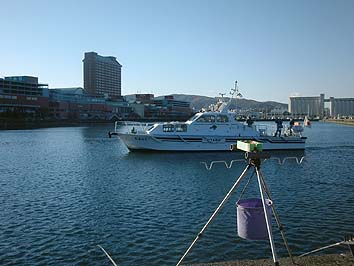 141105_1416himawari.jpg(51746 byte)