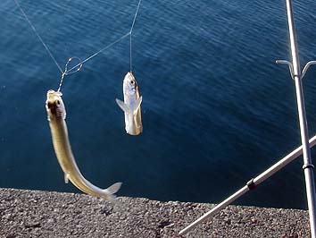 141105_1436tika.jpg(53951 byte)