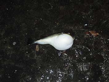 141105_1712fugu.jpg(52790 byte)