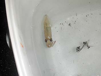 141105_1744mame.jpg(37095 byte)