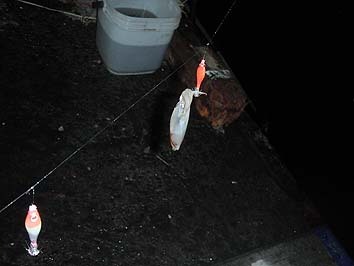 141105_1838mame.jpg(40649 byte)