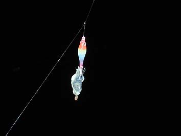 141105_1852kurage.jpg(30262 byte)