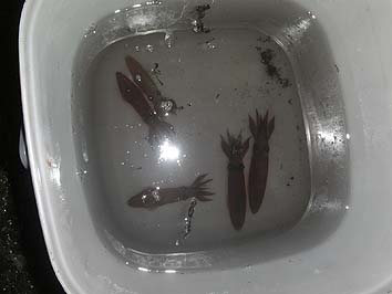 141105_1910mame.jpg(40885 byte)