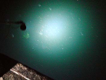 141105_1913akari.jpg(37822 byte)