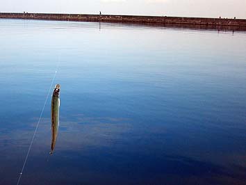 141129_1241tika.jpg(36332 byte)