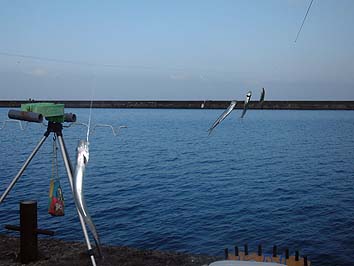 141129_1309tika.jpg(45257 byte)