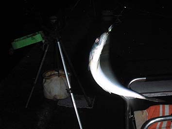 141129_2156nisin.jpg(38068 byte)