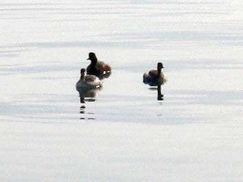 150328_1400tori.jpg(37215 byte)