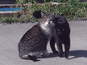 1404neko.jpg(62597 byte)