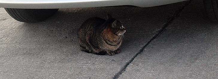 150423_1740neko.jpg(76748 byte)