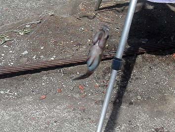 1507_0933gaya.jpg(68453 byte)