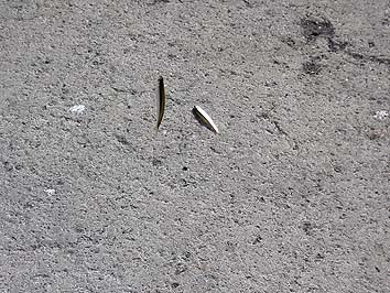 150528_1522tika.jpg(77636 byte)