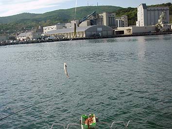 150528_1555tika.jpg(60381 byte)