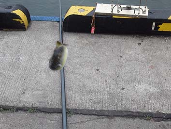 150623_1634fugu.jpg(57780 byte)
