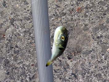 150805_1410fugu.jpg(73996 byte)
