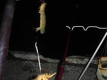 150805_2035syako.jpg(44437 byte)