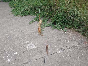 150814_1450syakohaze.jpg(66328 byte)