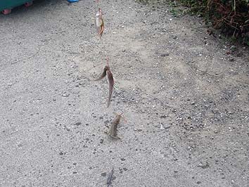 150814_1513shh.jpg(66835 byte)